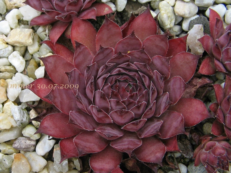 Plumb Rose
