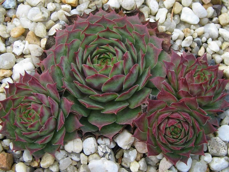 Rubra Ray