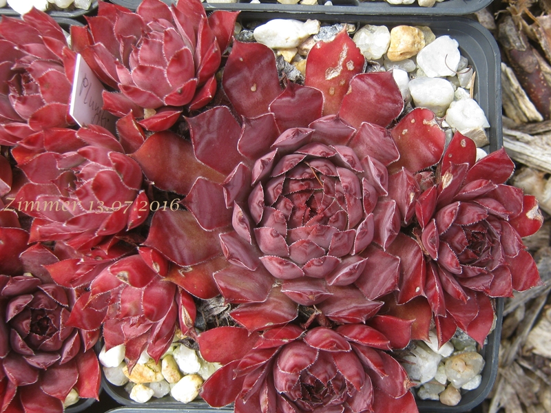 Plumb Rose