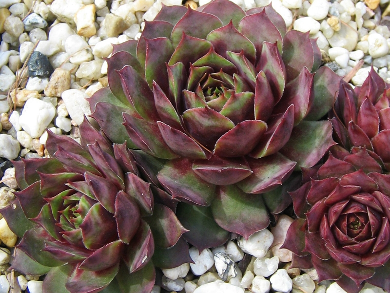 Rubra Ray