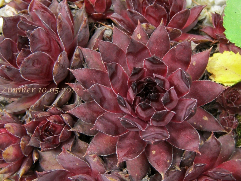 Plumb Rose