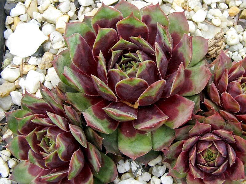 Rubra Ray