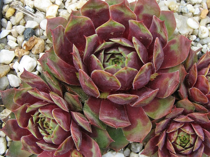 Rubra Ray