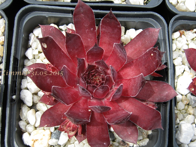 Plumb Rose