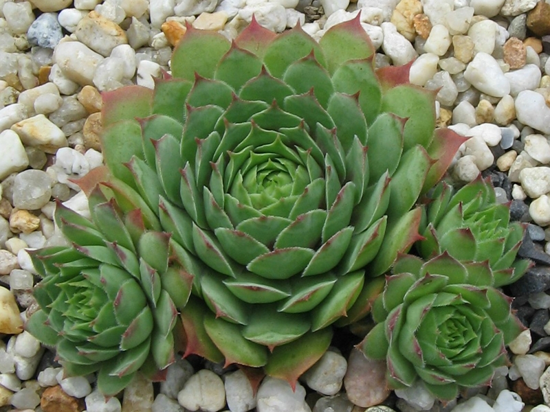 Rubra Ray