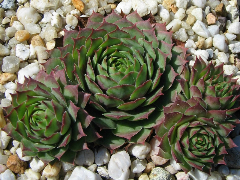 Rubra Ray