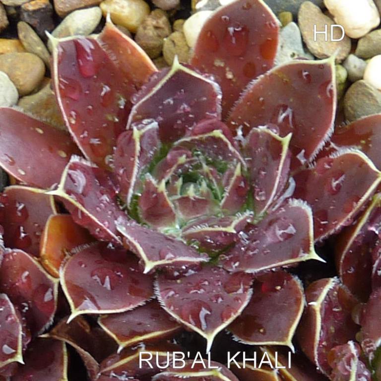 Rub'Al-Khali / Jovi