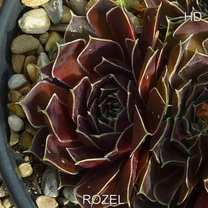 Rozel / Jovi