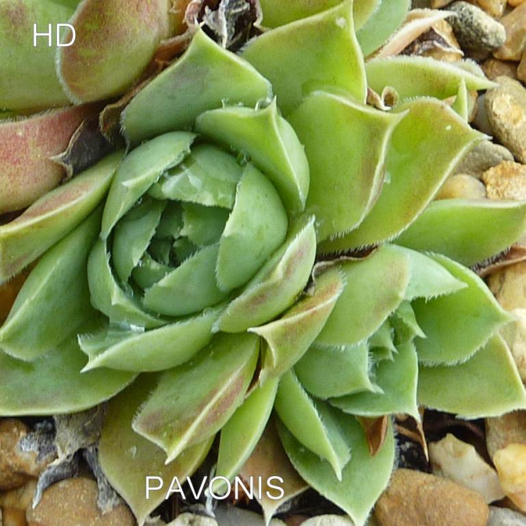 Pavonis / Jovi