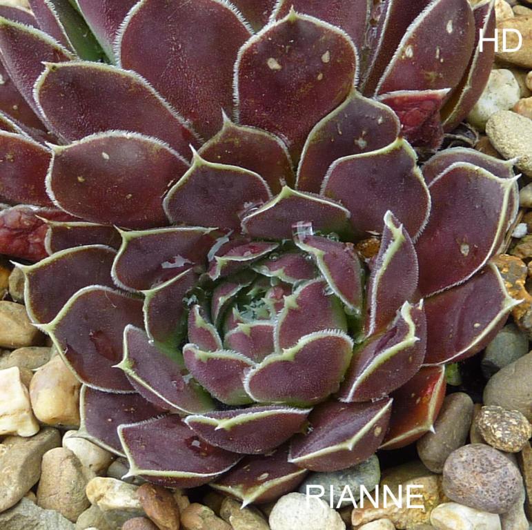 Rianne / Jovi