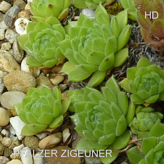 Pfälzer Zigeuner