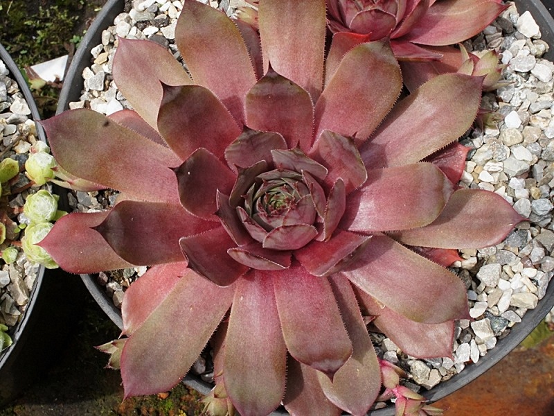 Robberdina