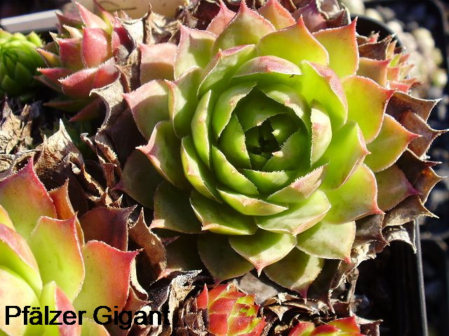 Pfälzer Gigant