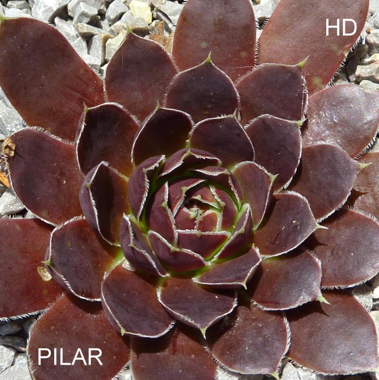 Pilar / Jovi