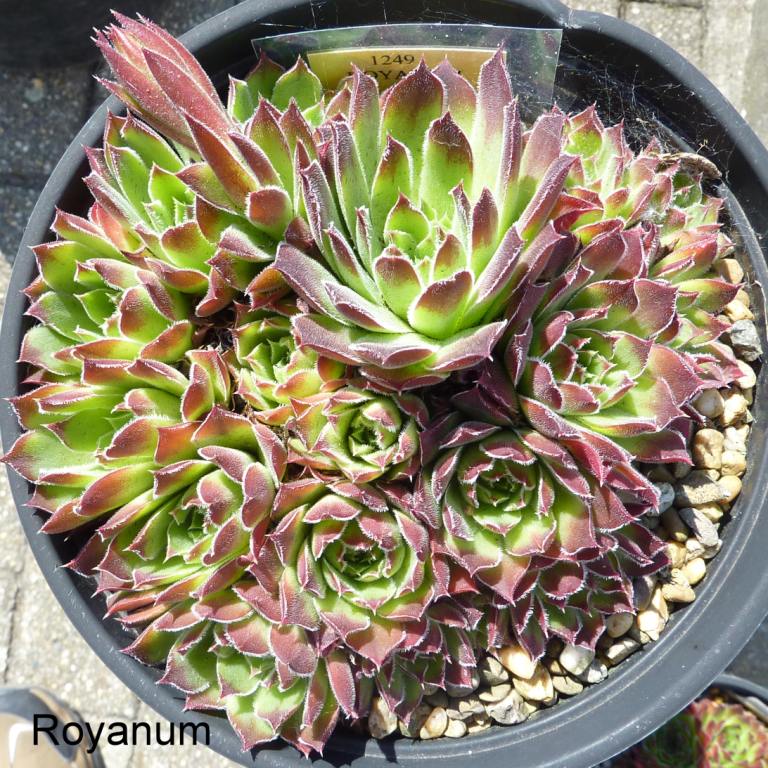 Royanum / Jovi