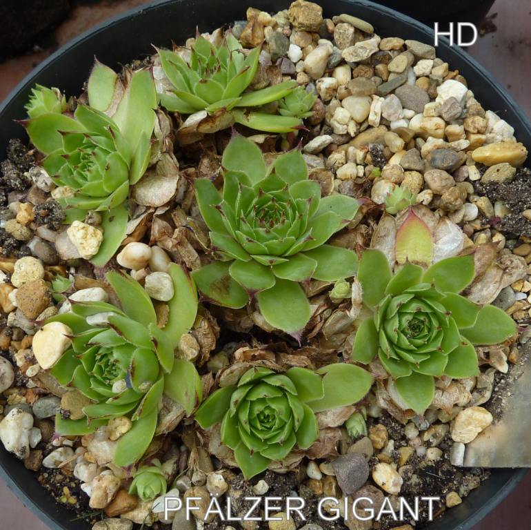 Pfälzer Gigant