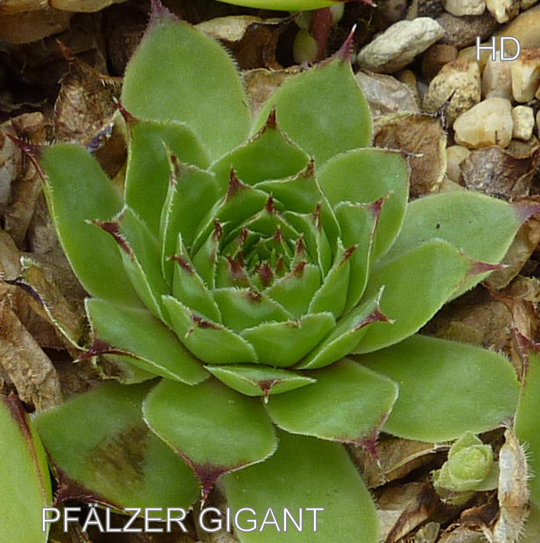 Pfälzer Gigant