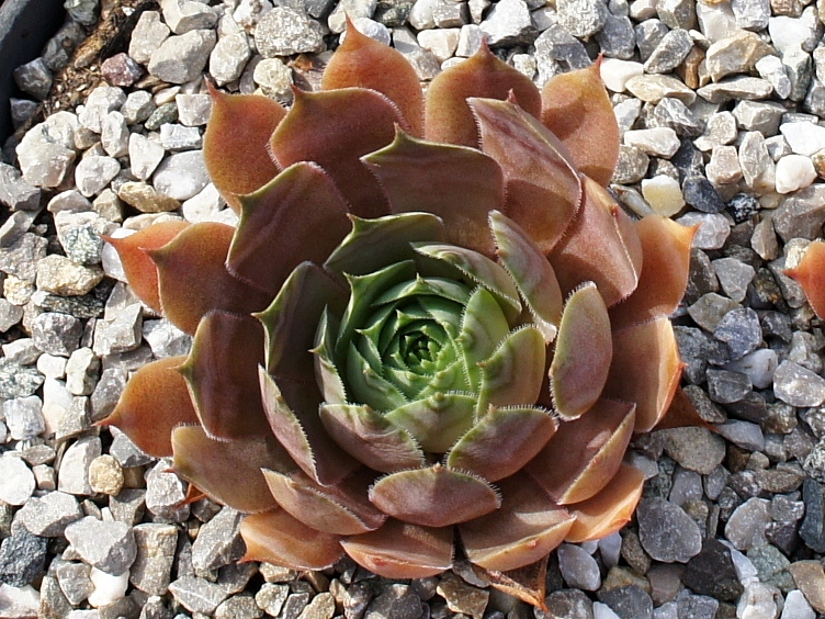 Robberdina
