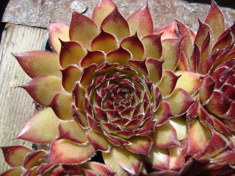 Regenbogen