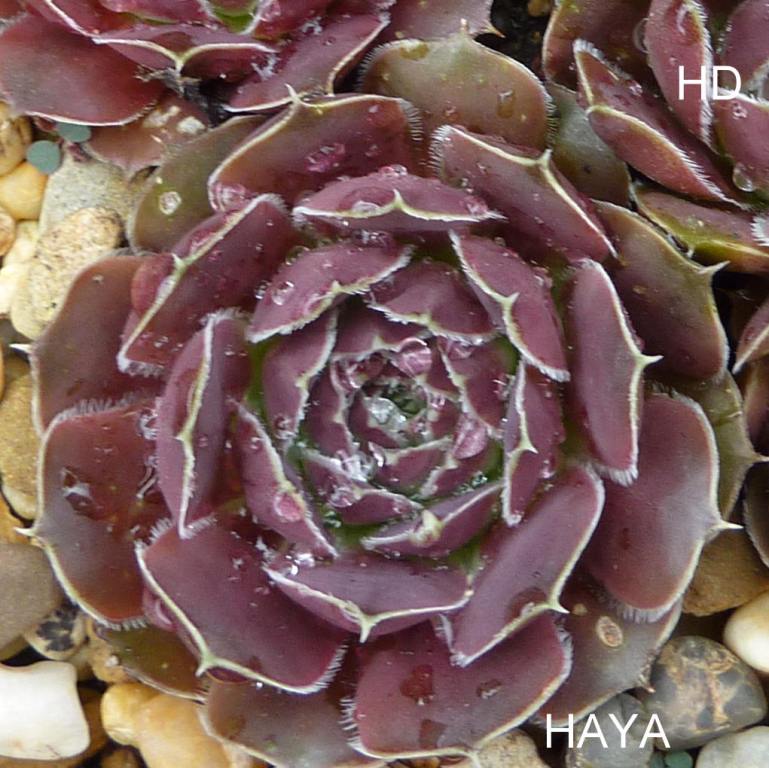 Haya / Jovi