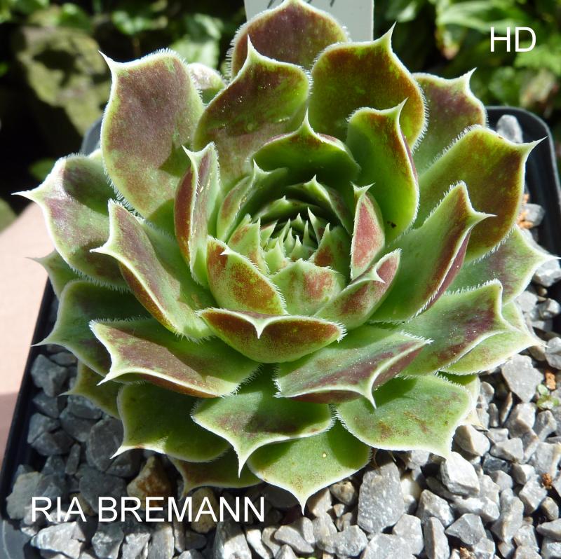 Ria Bremann / Jovi