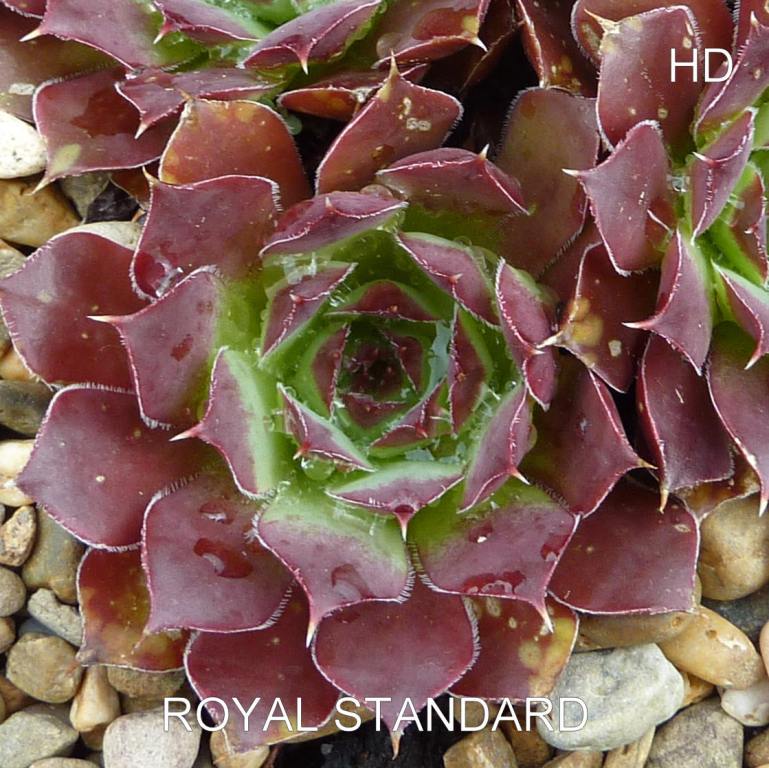 Royal Standard / Jovi