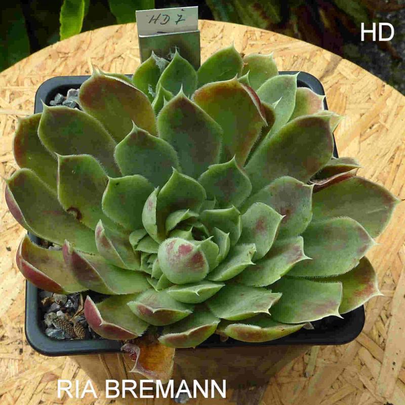 Ria Bremann / Jovi