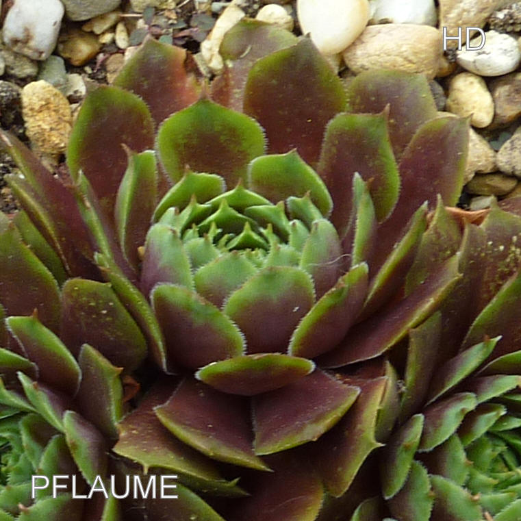 Pflaume