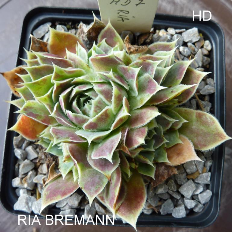 Ria Bremann / Jovi