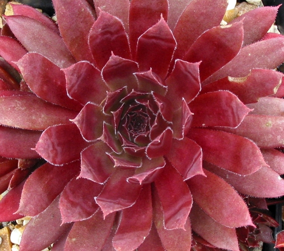 Royal Ruby