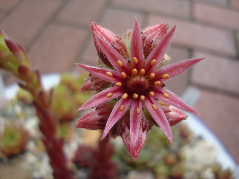 Peach Blossom