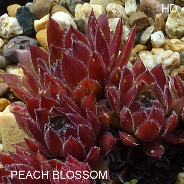 Peach Blossom