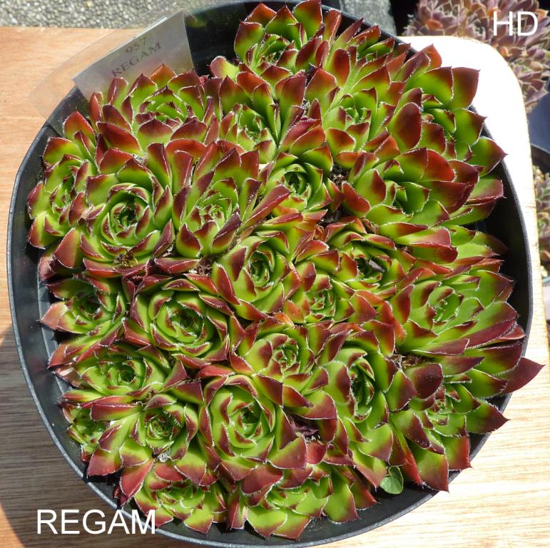Regam / Jovi