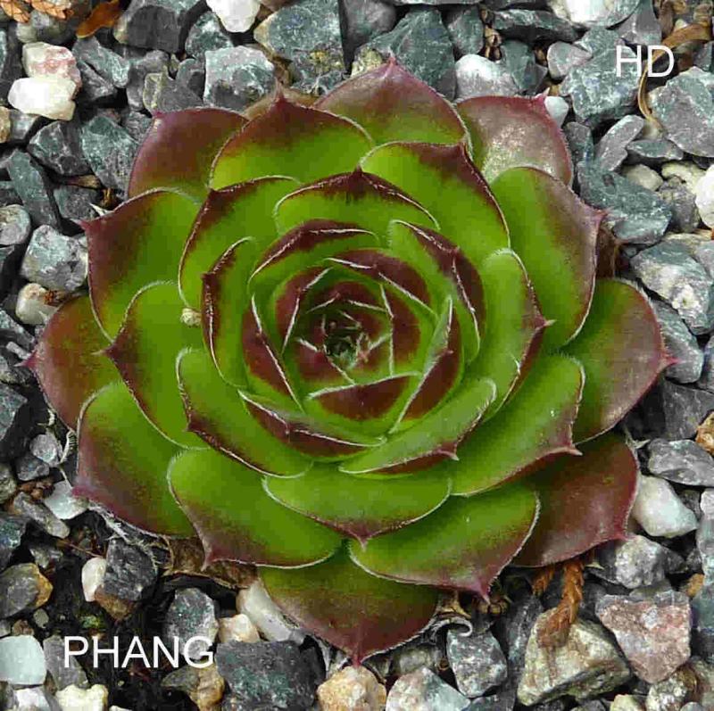 Phang / Jovi