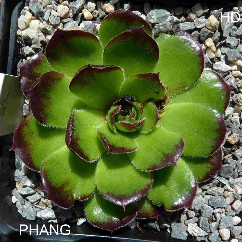Phang / Jovi