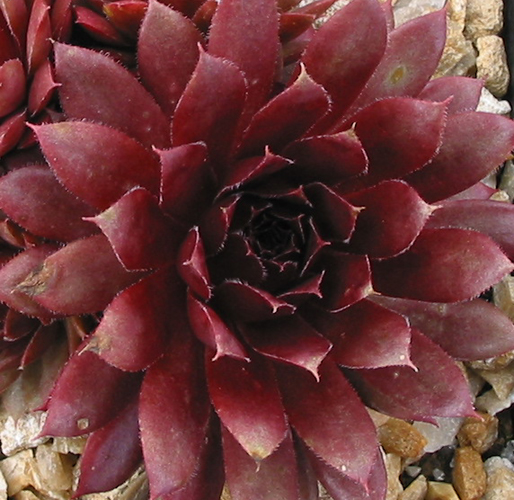 Royal Ruby