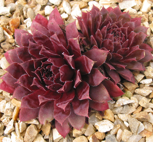 Royal Ruby
