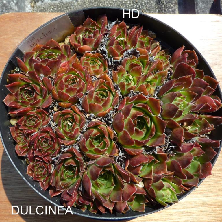 Dulcinea / Jovi