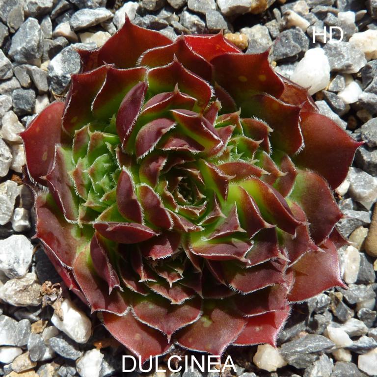 Dulcinea / Jovi