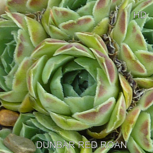 Dunbar Red Roan / Jovi