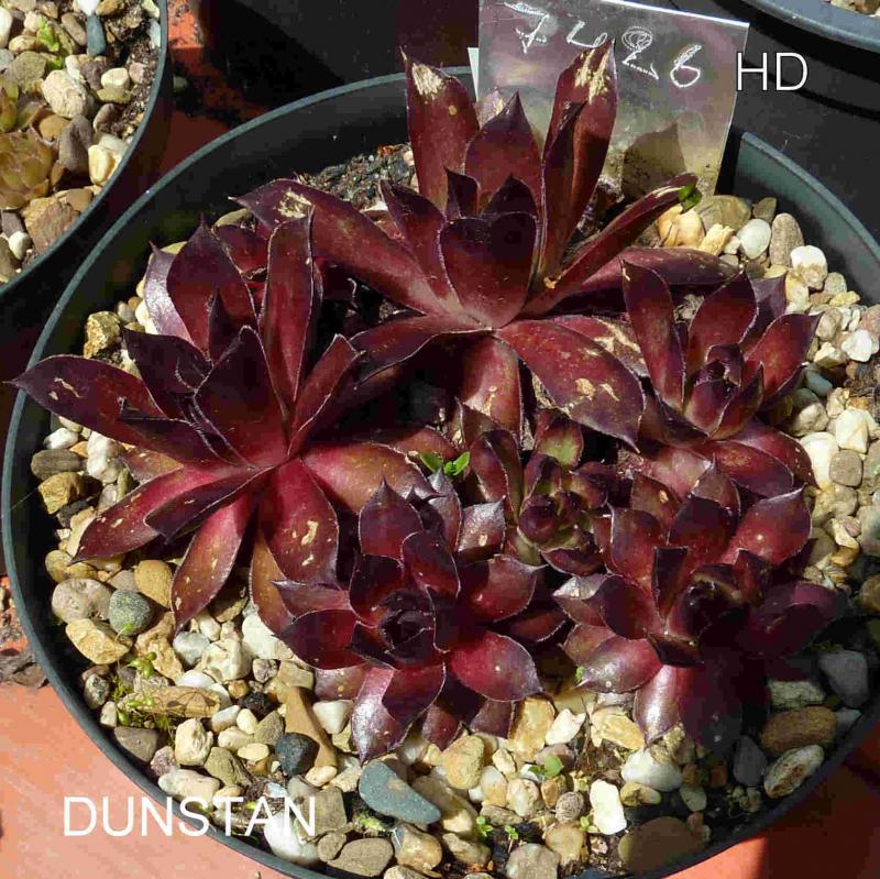 Dunstan