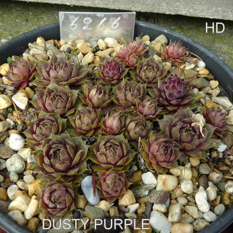Dusty Purple