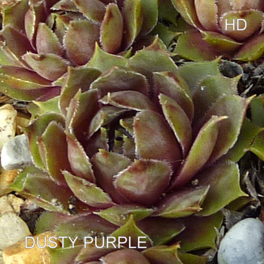 Dusty Purple