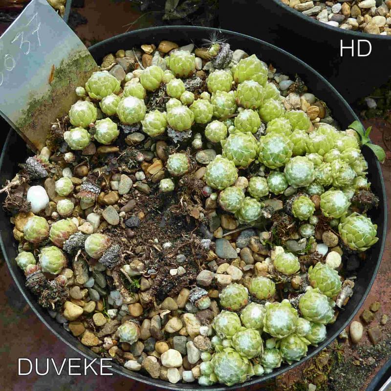 Duveke