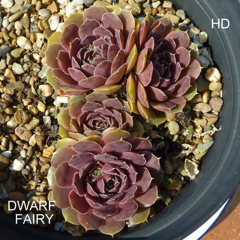 Dwarf Fairy / Jovi