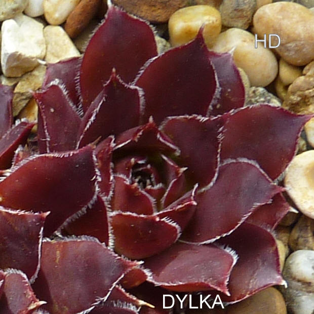 Dylka / Jovi