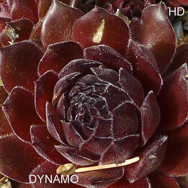Dynamo