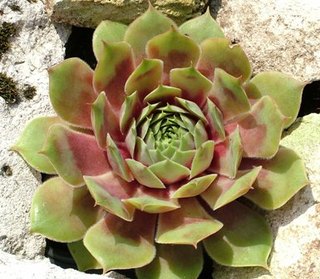 Peterson's Ornatum