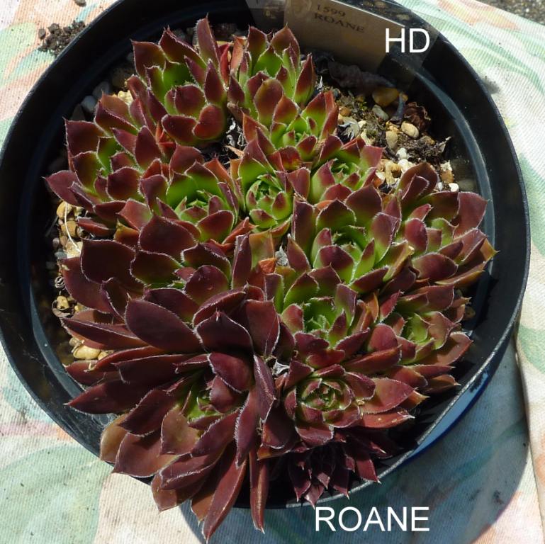 Roane / Jovi