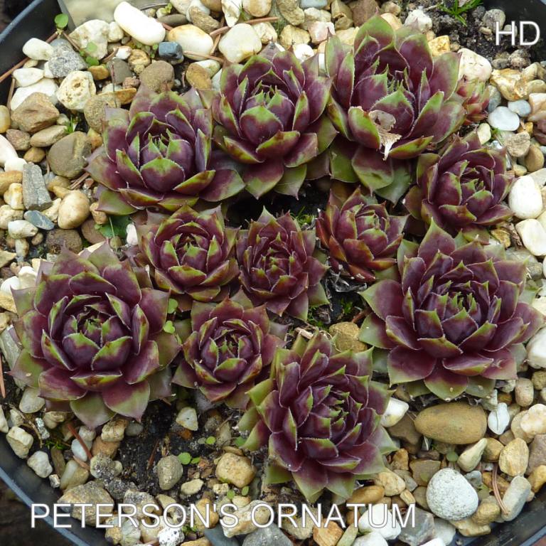 Peterson's Ornatum